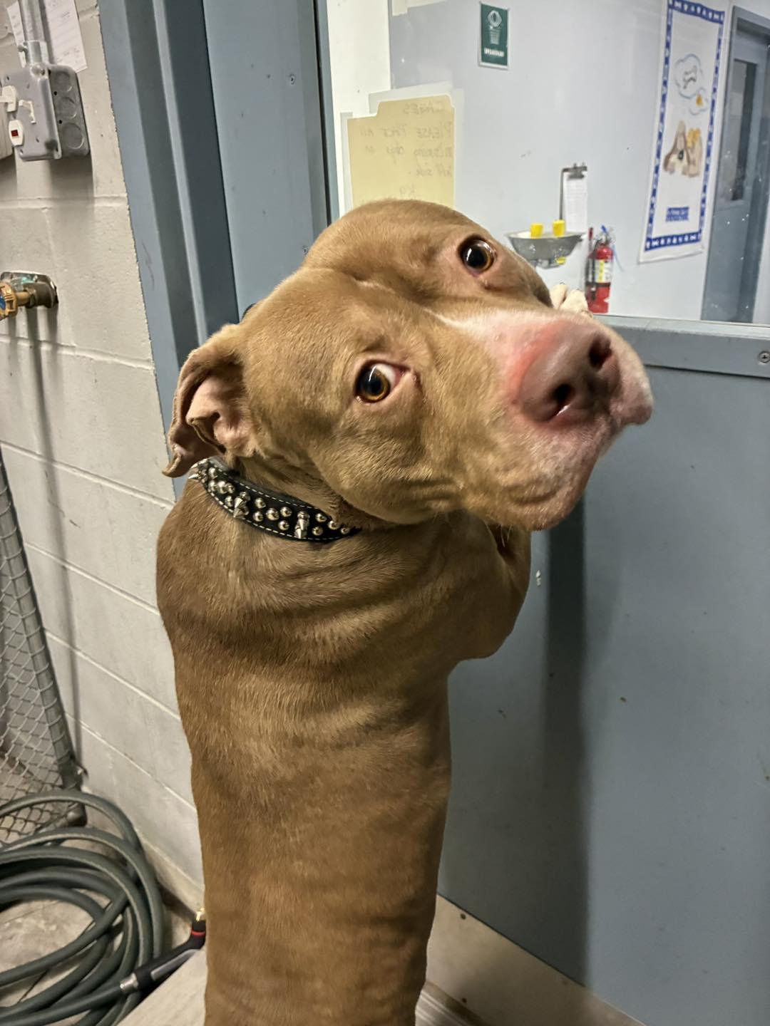 Enlarge Denny, a Adoptable Pit Bull Terrier in Guilford, CT image 4/6