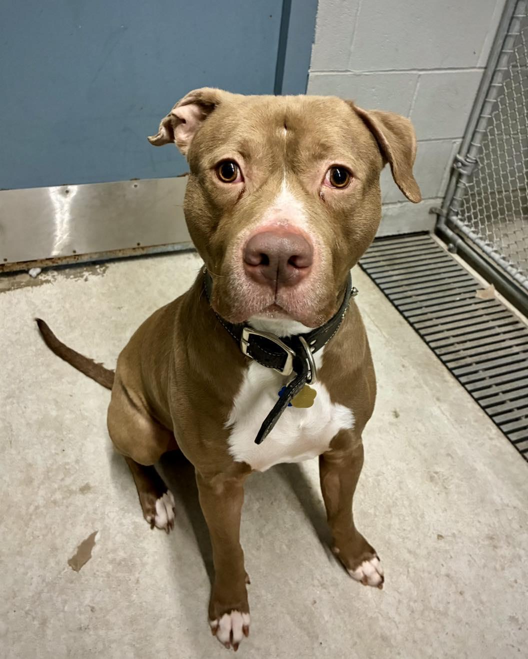 Enlarge Denny, a Adoptable Pit Bull Terrier in Guilford, CT image 6/6