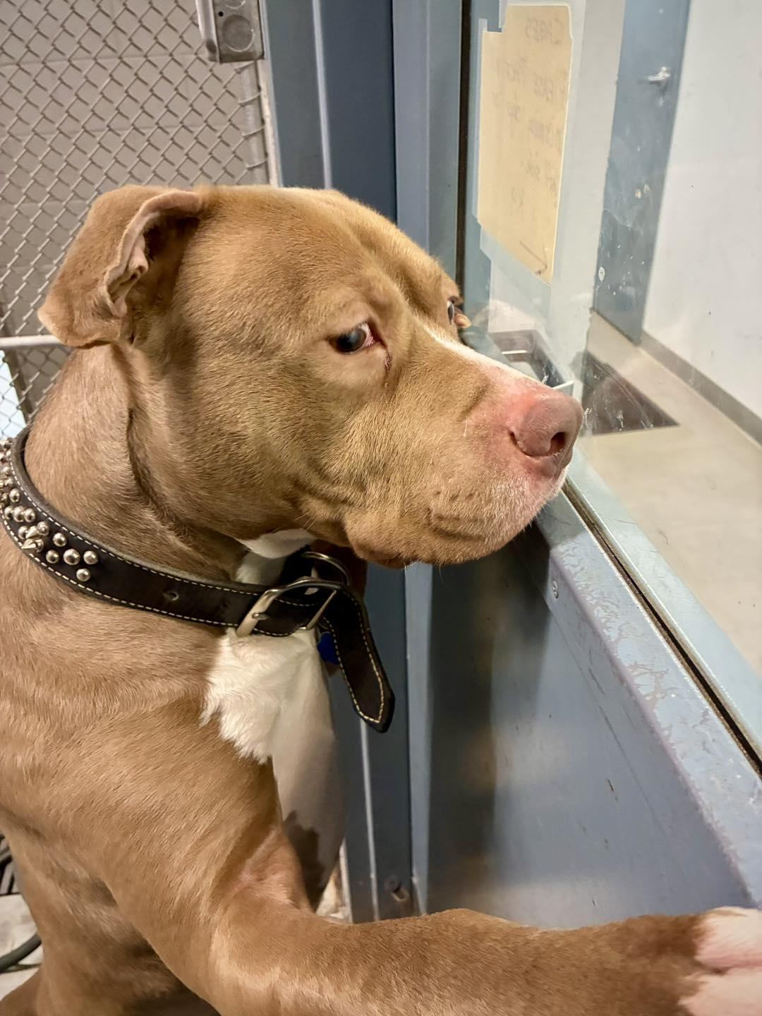 Enlarge Denny, a Adoptable Pit Bull Terrier in Guilford, CT image 2/6
