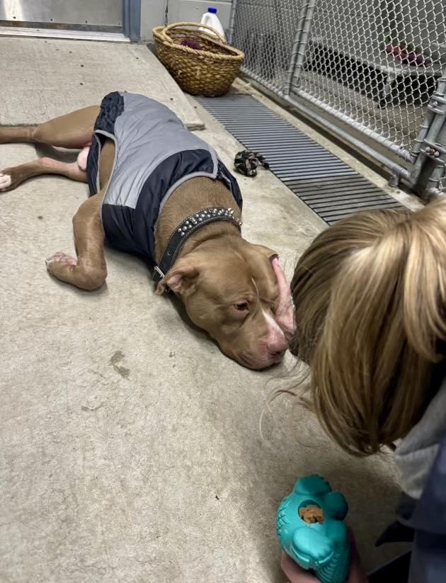 Enlarge Denny, a Adoptable Pit Bull Terrier in Guilford, CT image 5/6