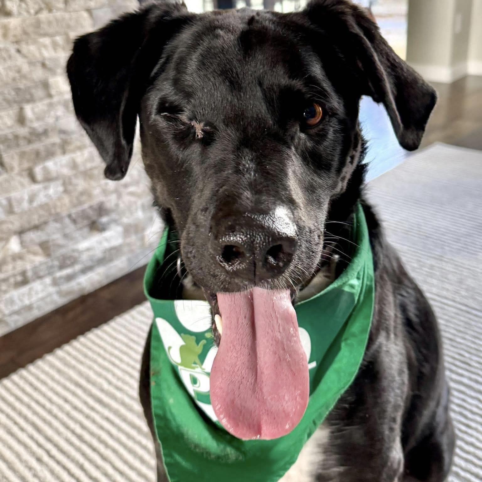 Kelso (One Eye), Adoptable, Senior Male Great Dane & Black Labrador Retriever.