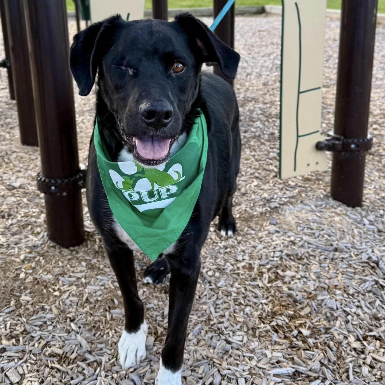 Enlarge Kelso (One Eye), a Adoptable mixed breed in Edmonton, AB image 4/6