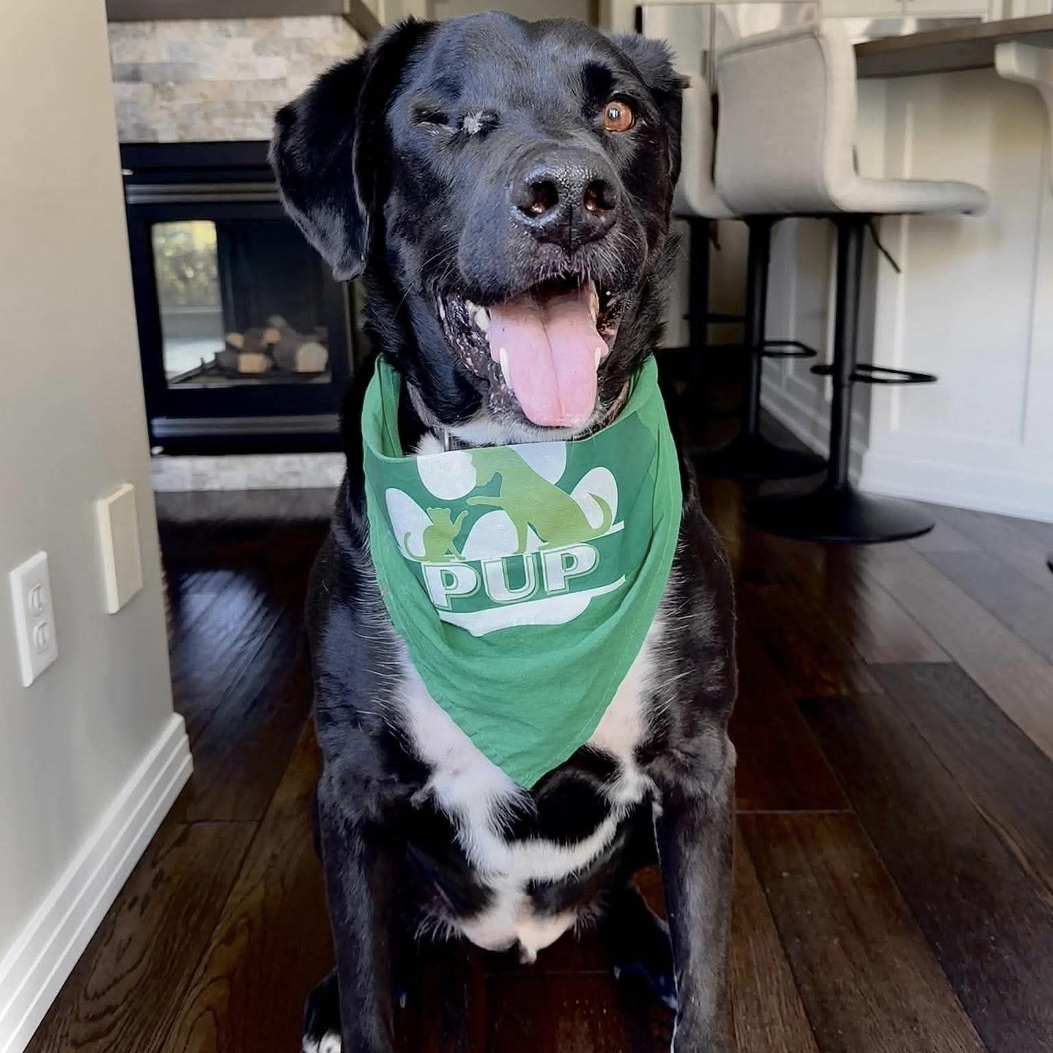 Enlarge Kelso (One Eye), a Adoptable mixed breed in Edmonton, AB image 5/6