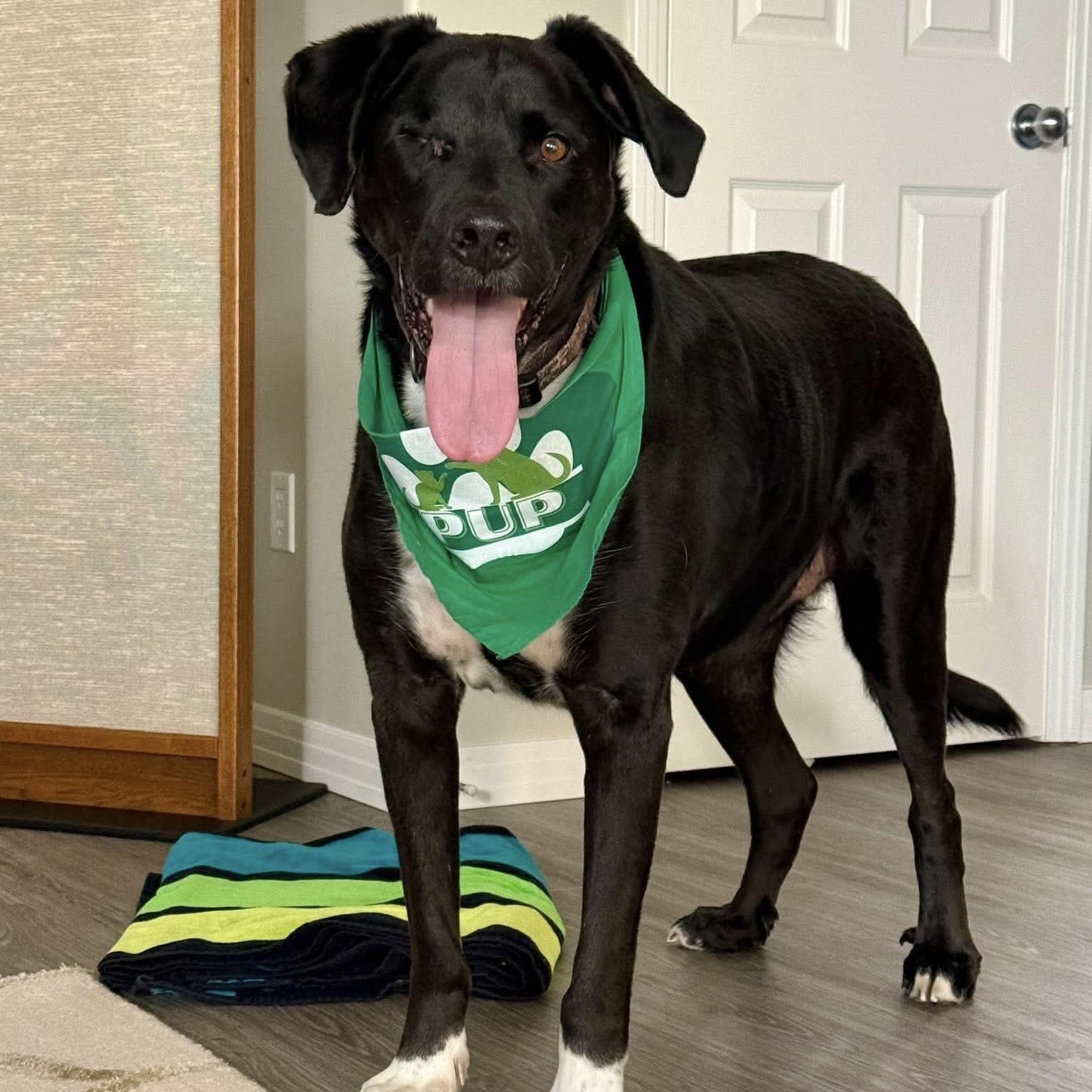 Enlarge Kelso (One Eye), a Adoptable mixed breed in Edmonton, AB image 6/6