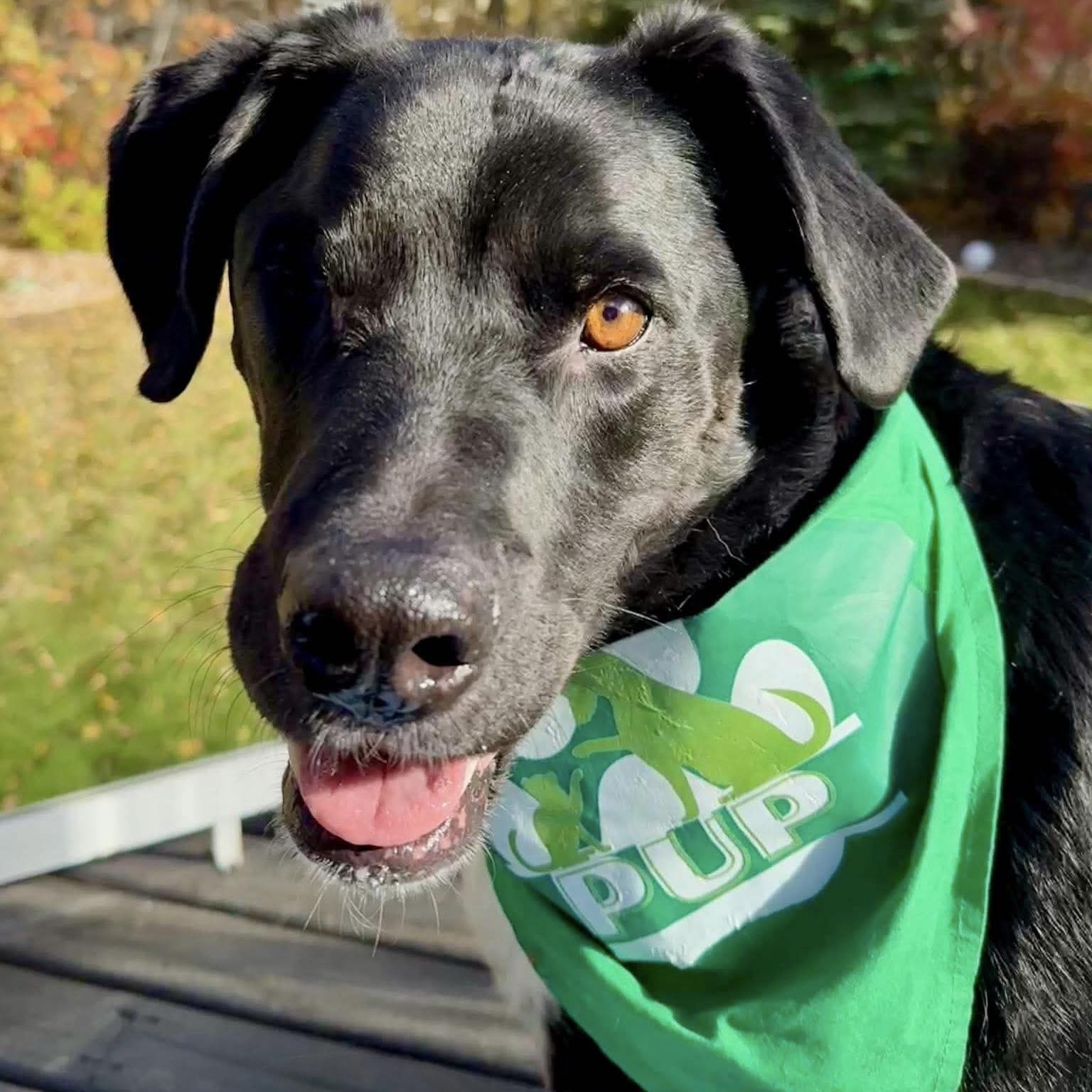 Enlarge Kelso (One Eye), a Adoptable mixed breed in Edmonton, AB image 2/6