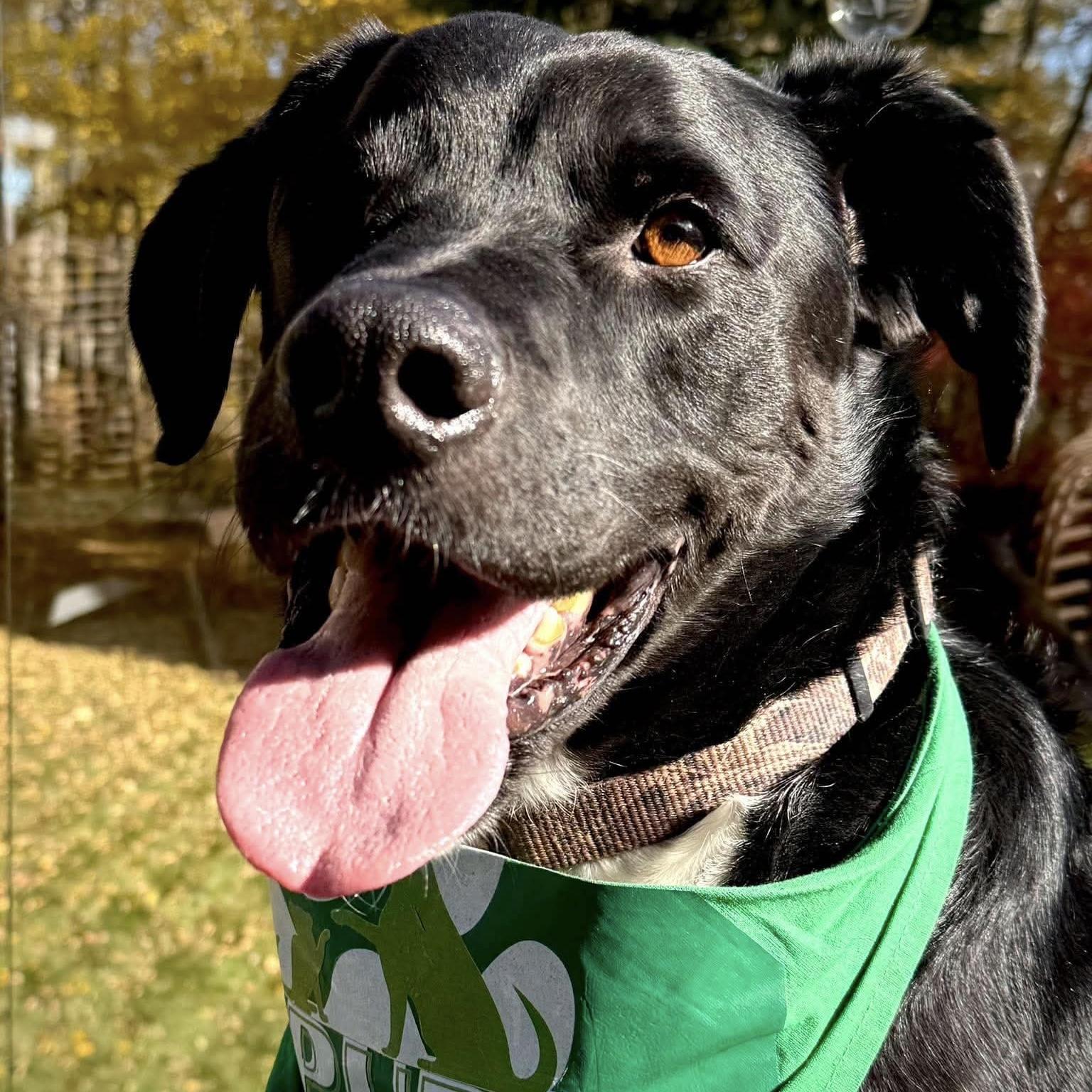 Enlarge Kelso (One Eye), a Adoptable mixed breed in Edmonton, AB image 3/6