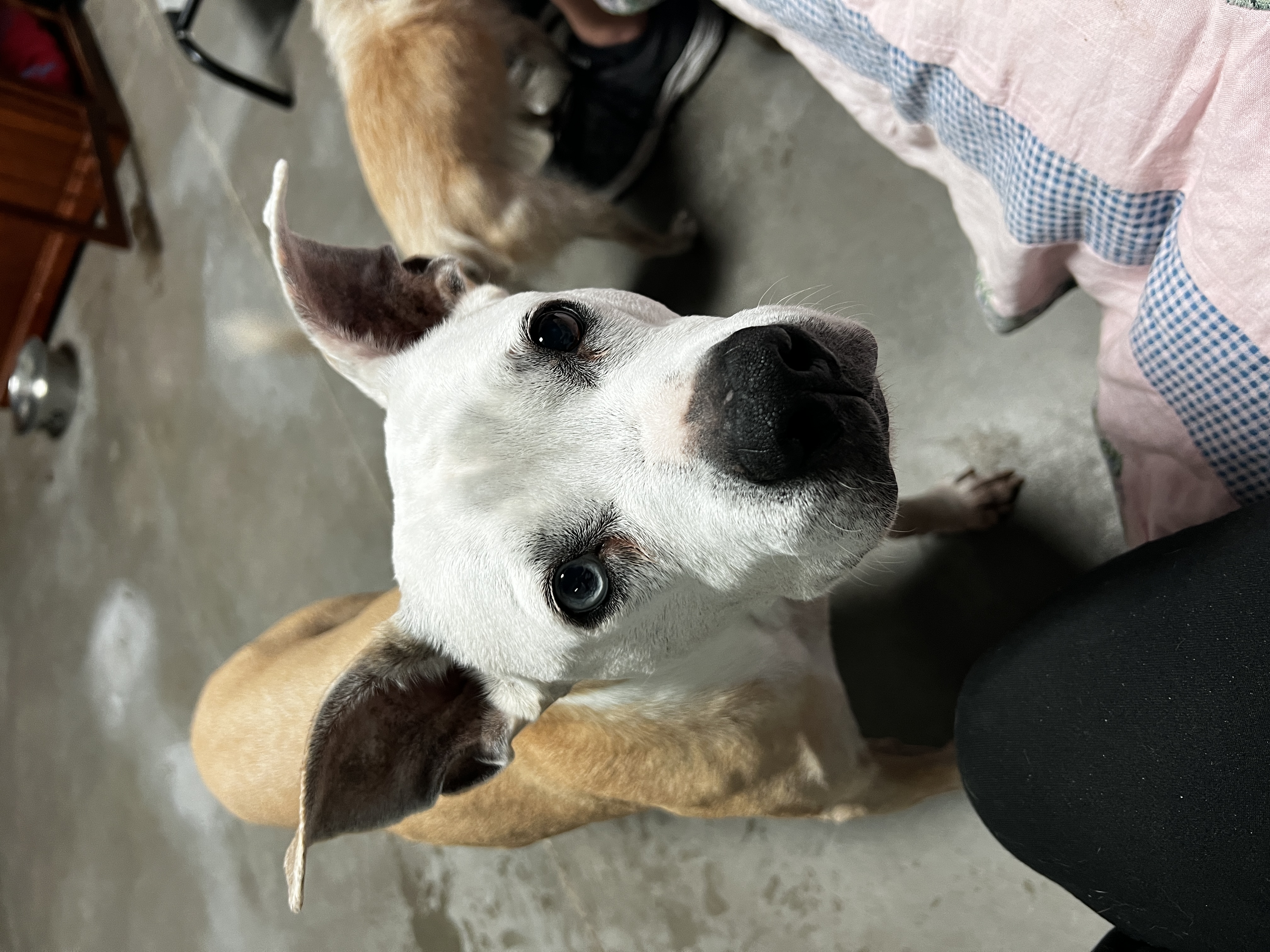 SOX, Adoptable, Senior Female Pit Bull Terrier.