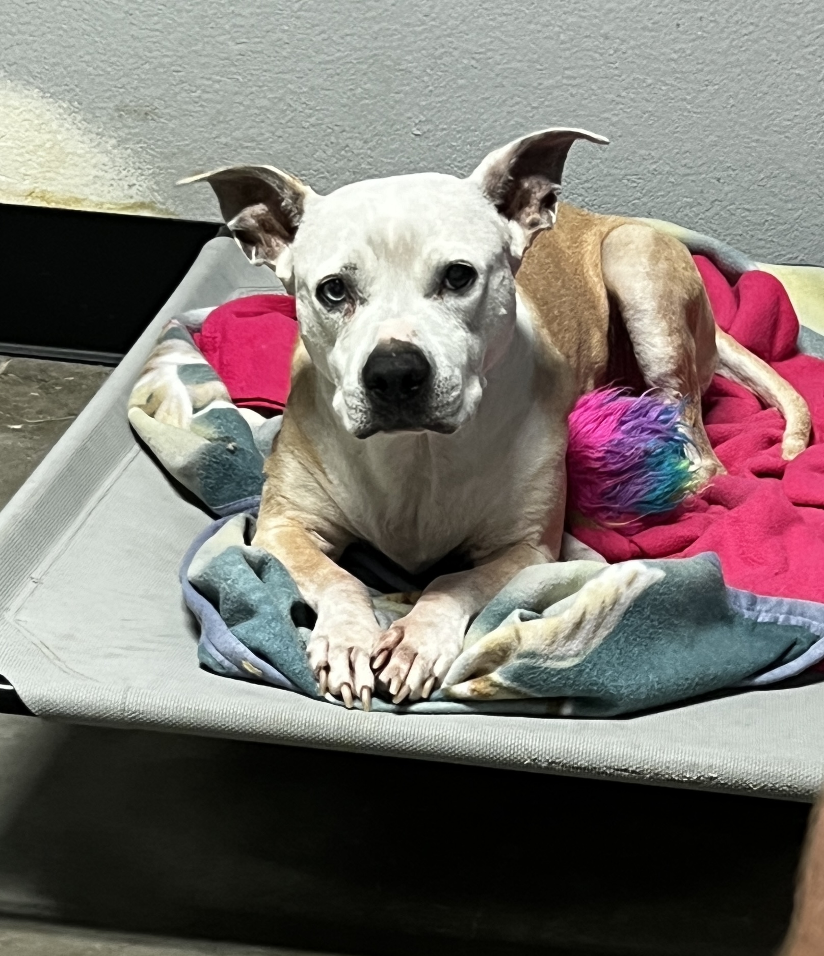 SOX, a Adoptable mixed breed in Las Vegas, NV image 3/3