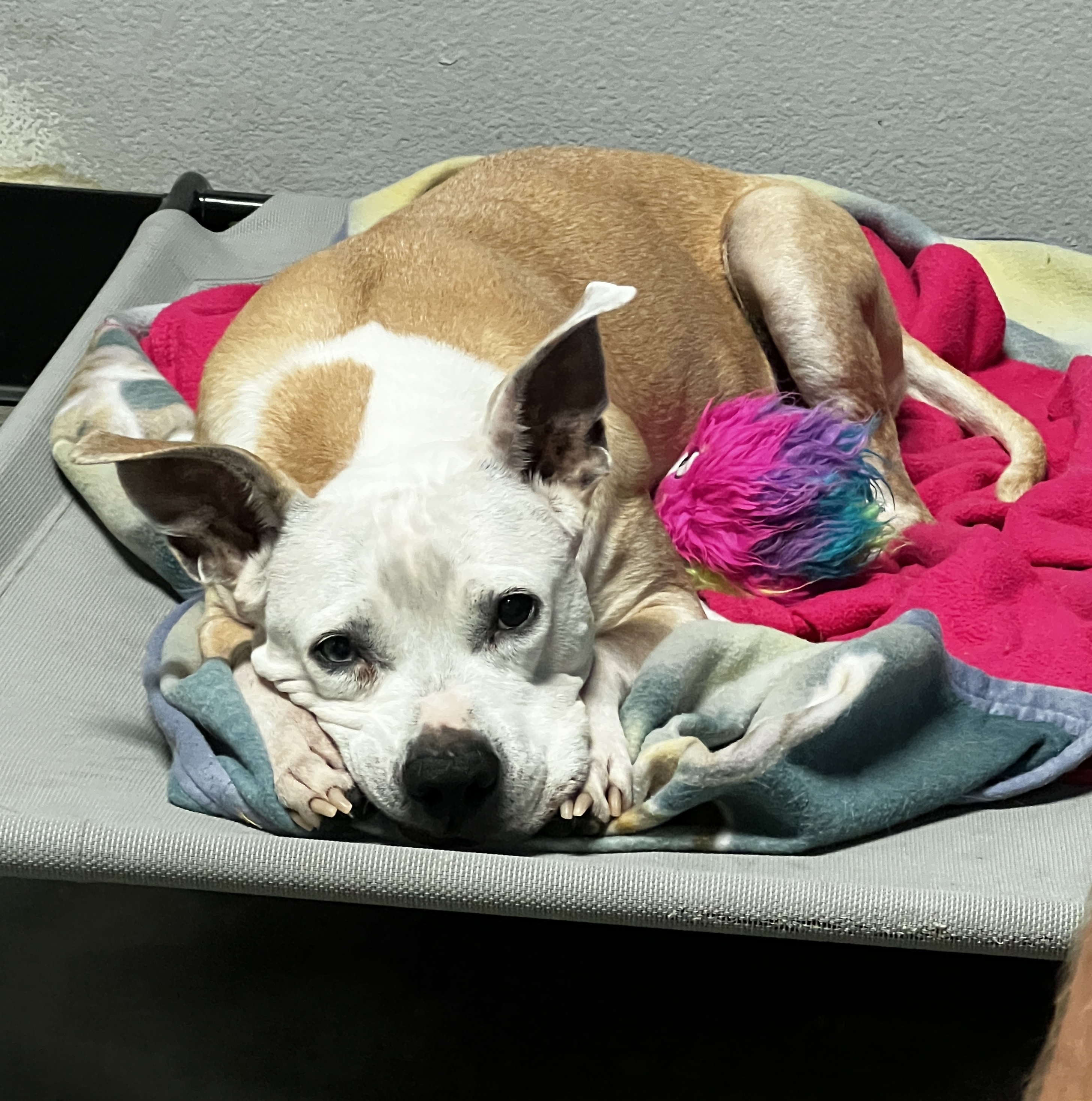 SOX, a Adoptable mixed breed in Las Vegas, NV image 2/3