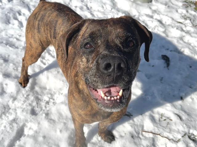 Enlarge EMBER, a Adoptable mixed breed in Toronto, ON image 1/1