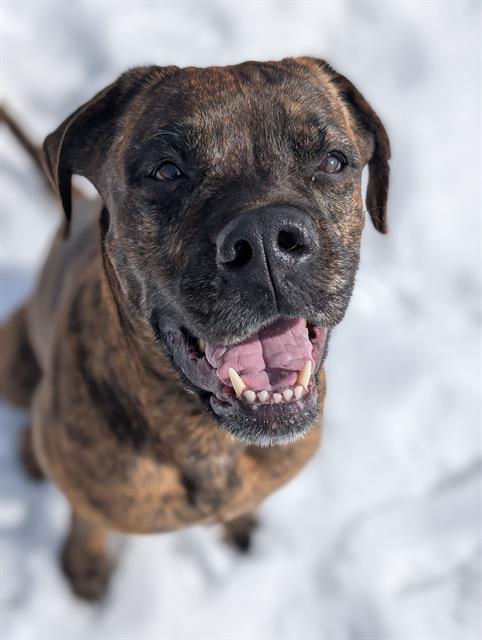 EMBER, Adoptable, Young Female Boxer & Mixed Breed.
