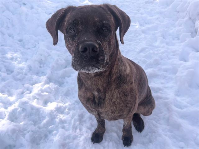 Enlarge EMBER, a Adoptable Boxer in Toronto, ON image 1/1