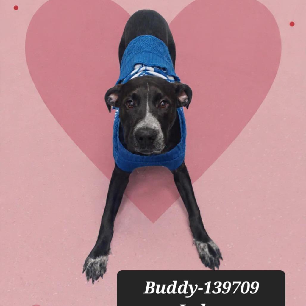 Buddy, Adoptable, Young Male Pit Bull Terrier & Labrador Retriever.