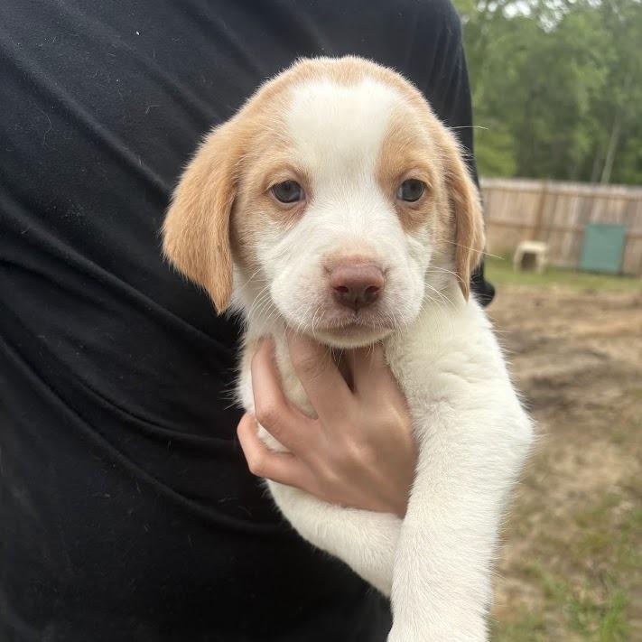 Van Halen, Adoptable, Puppy Male Labrador Retriever.