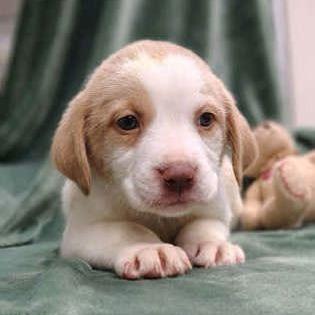 Enlarge Van Halen, a Adoptable mixed breed in North Charleston, SC image 2/6