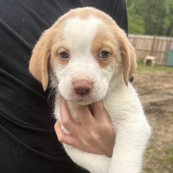 Enlarge Van Halen, a Adoptable mixed breed in North Charleston, SC image 3/6