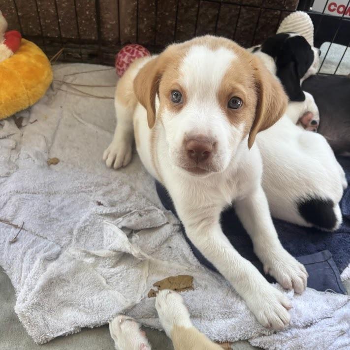 Enlarge Van Halen, a Adoptable mixed breed in North Charleston, SC image 4/6