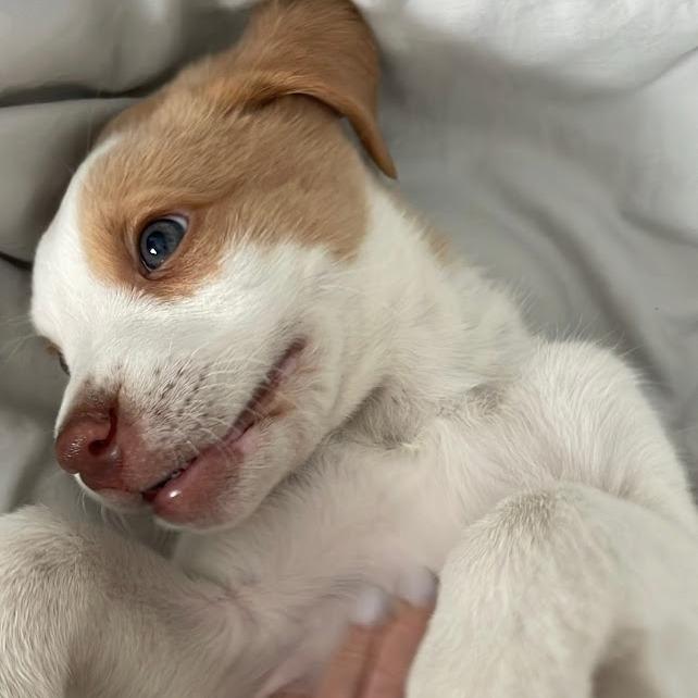 Enlarge Van Halen, a Adoptable mixed breed in North Charleston, SC image 5/6