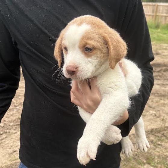 Enlarge Van Halen, a Adoptable mixed breed in North Charleston, SC image 6/6