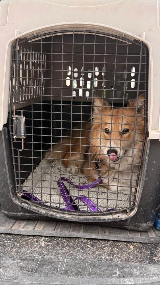 Enlarge Annie, a Adopted mixed breed in Corsicana, TX image 1/1