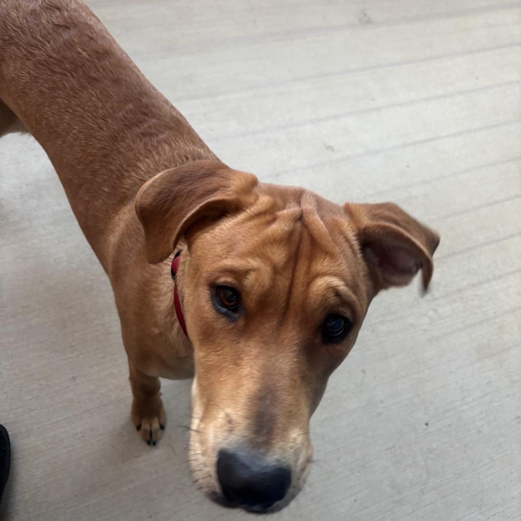 Daisy, a Adoptable mixed breed in Floresville, TX image 1/6