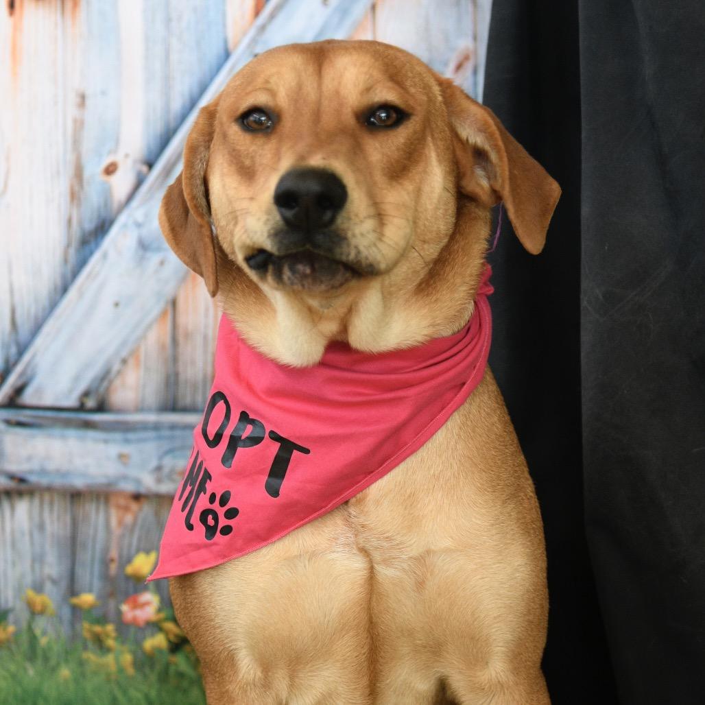 Daisy, a Adoptable mixed breed in Floresville, TX image 2/6