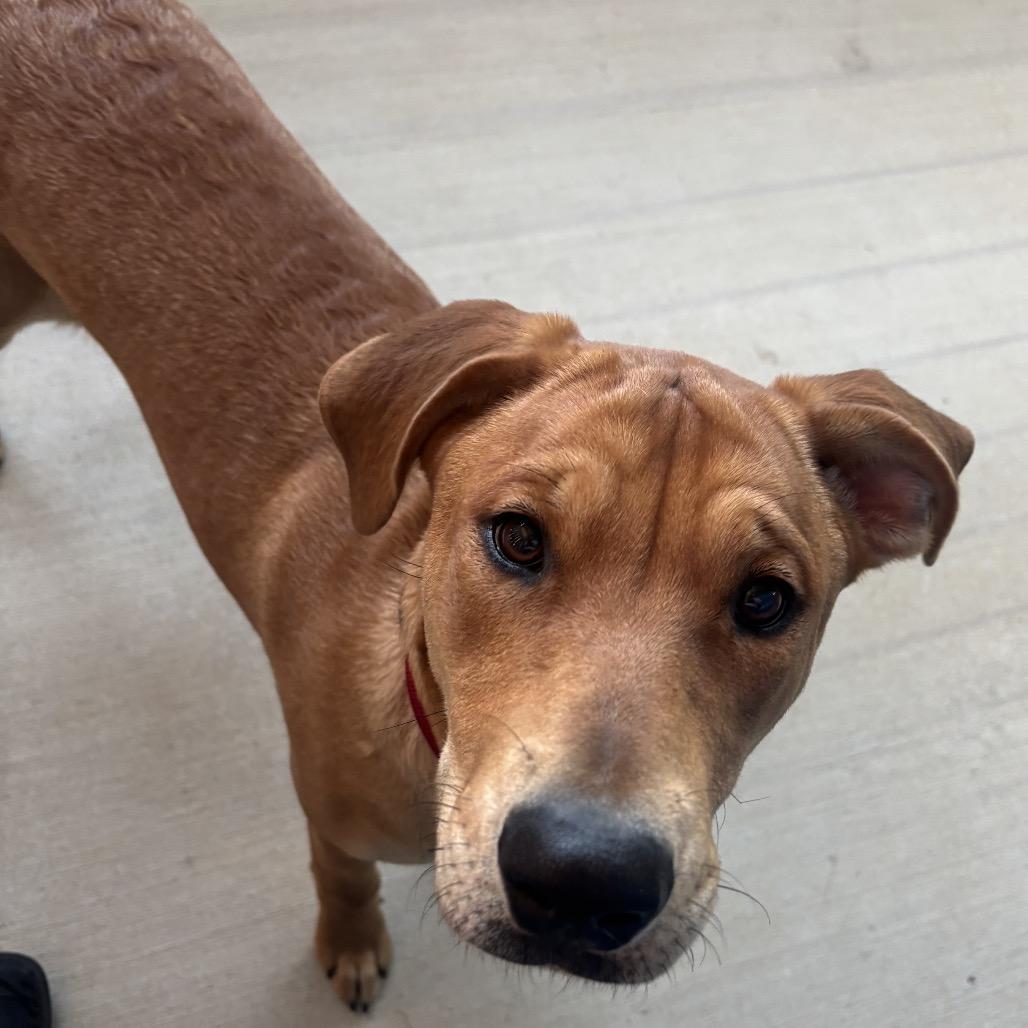 Daisy, a Adoptable mixed breed in Floresville, TX image 3/6