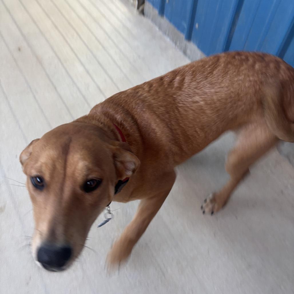 Daisy, a Adoptable mixed breed in Floresville, TX image 4/6