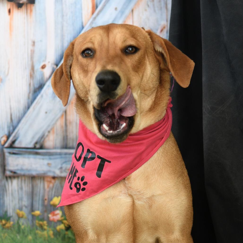 Daisy, a Adoptable mixed breed in Floresville, TX image 5/6