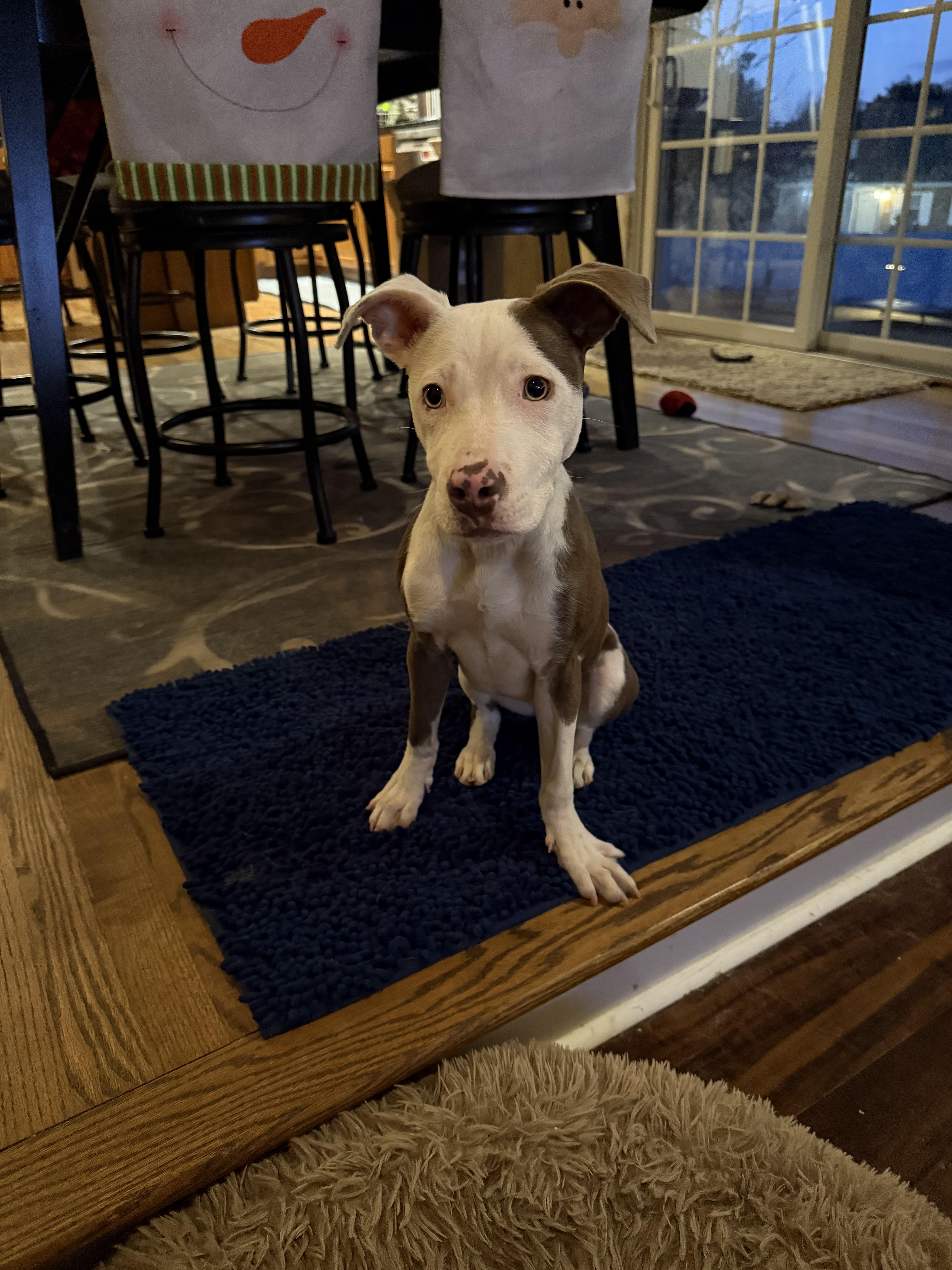 Lucy, Adoptable, Young Female Mixed Breed.