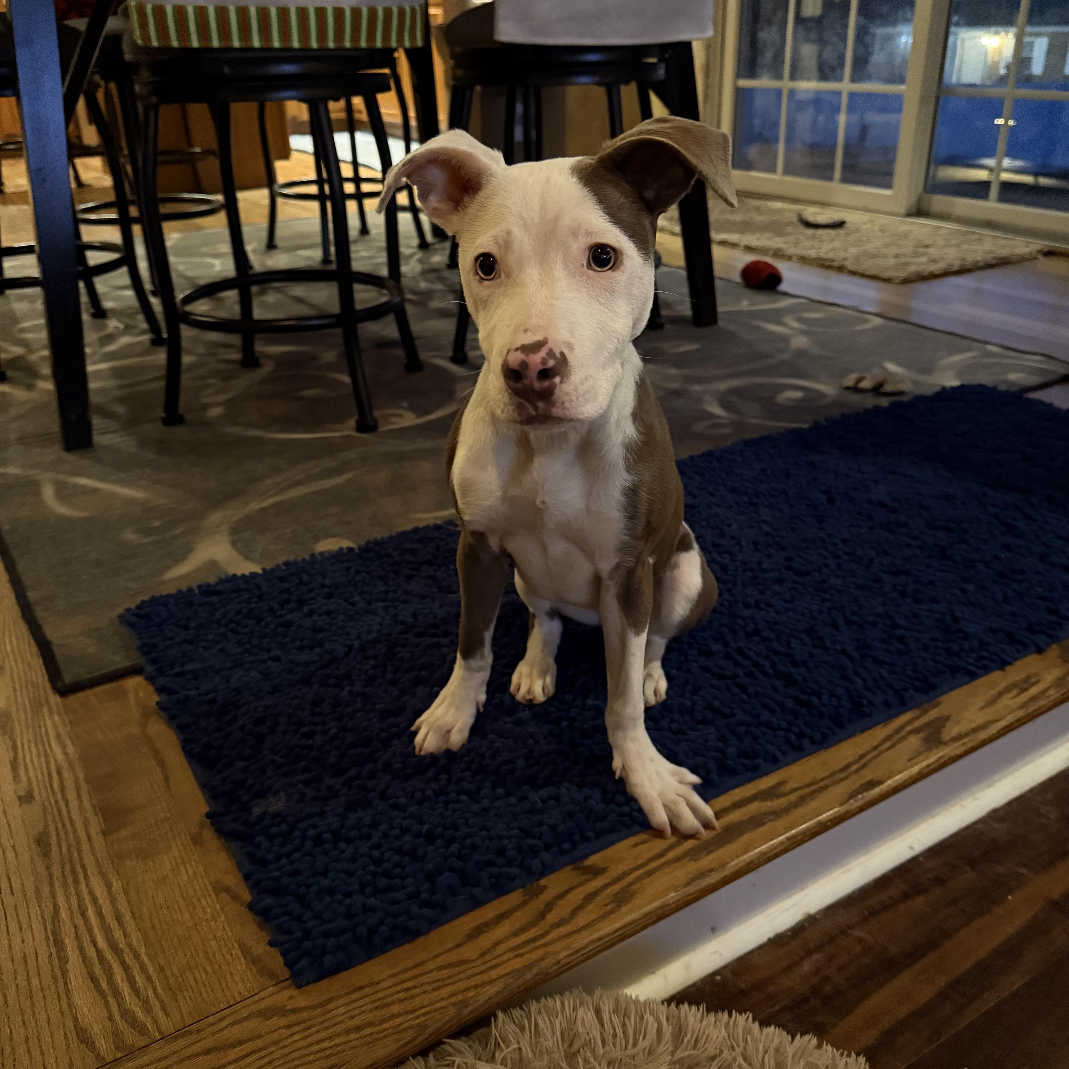 Enlarge Lucy, a Adoptable mixed breed in Woodbury, NJ image 1/2