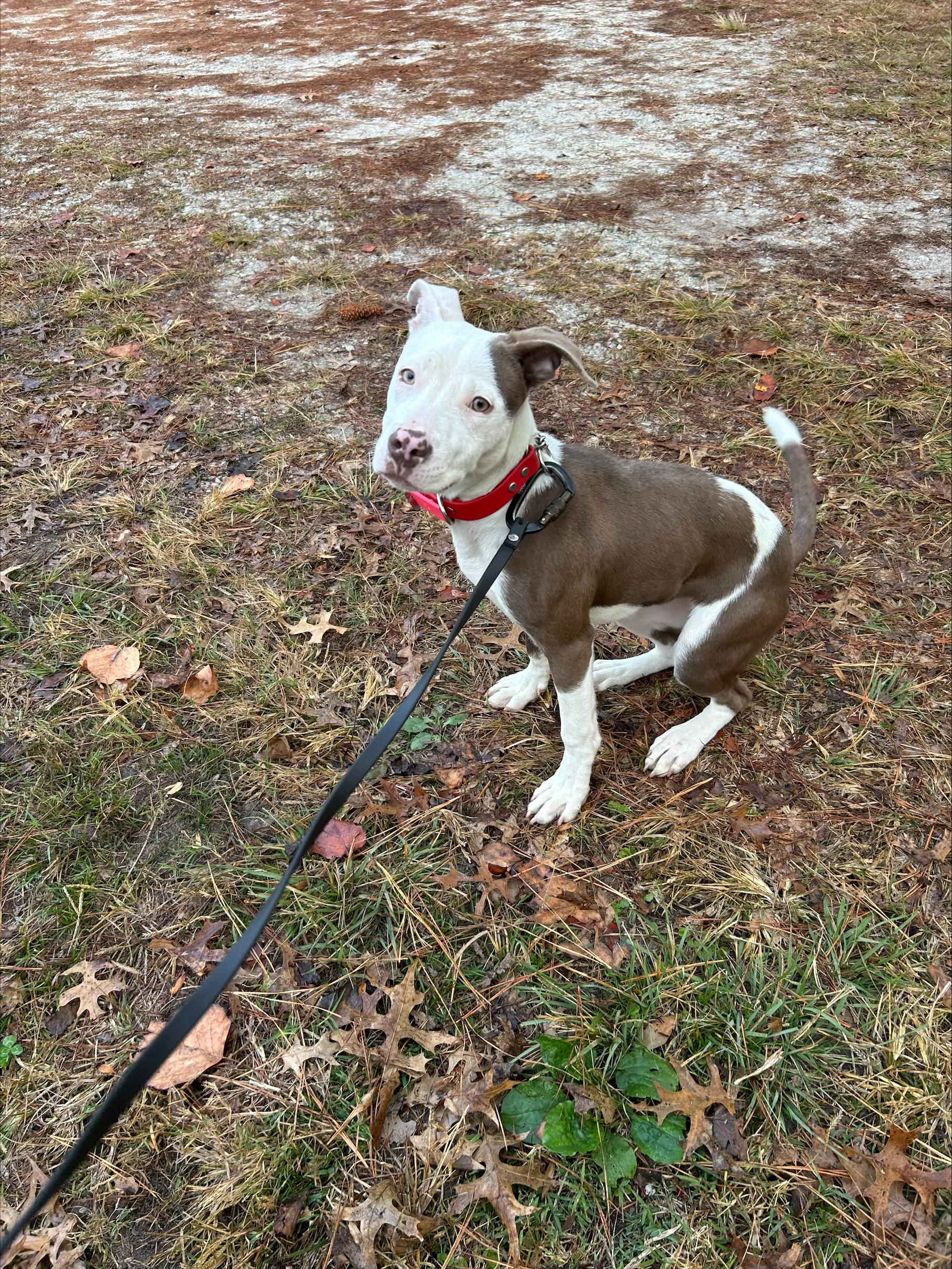 Enlarge Lucy, a Adoptable mixed breed in Woodbury, NJ image 2/2