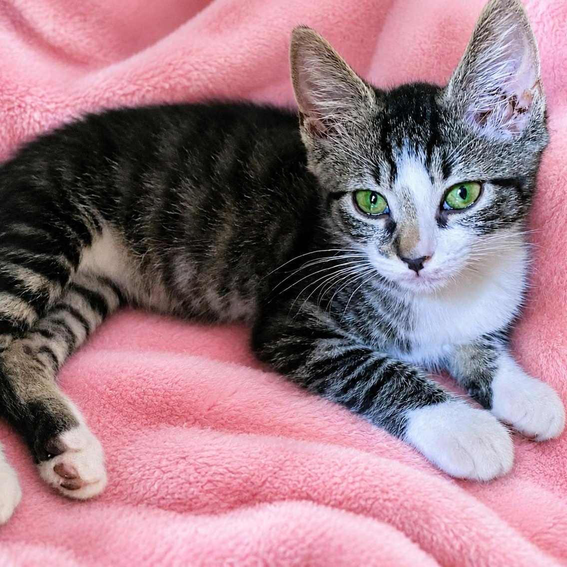 Enlarge Silky and Mooch, a Adoptable Domestic Short Hair in Charlotte, NC image 4/6