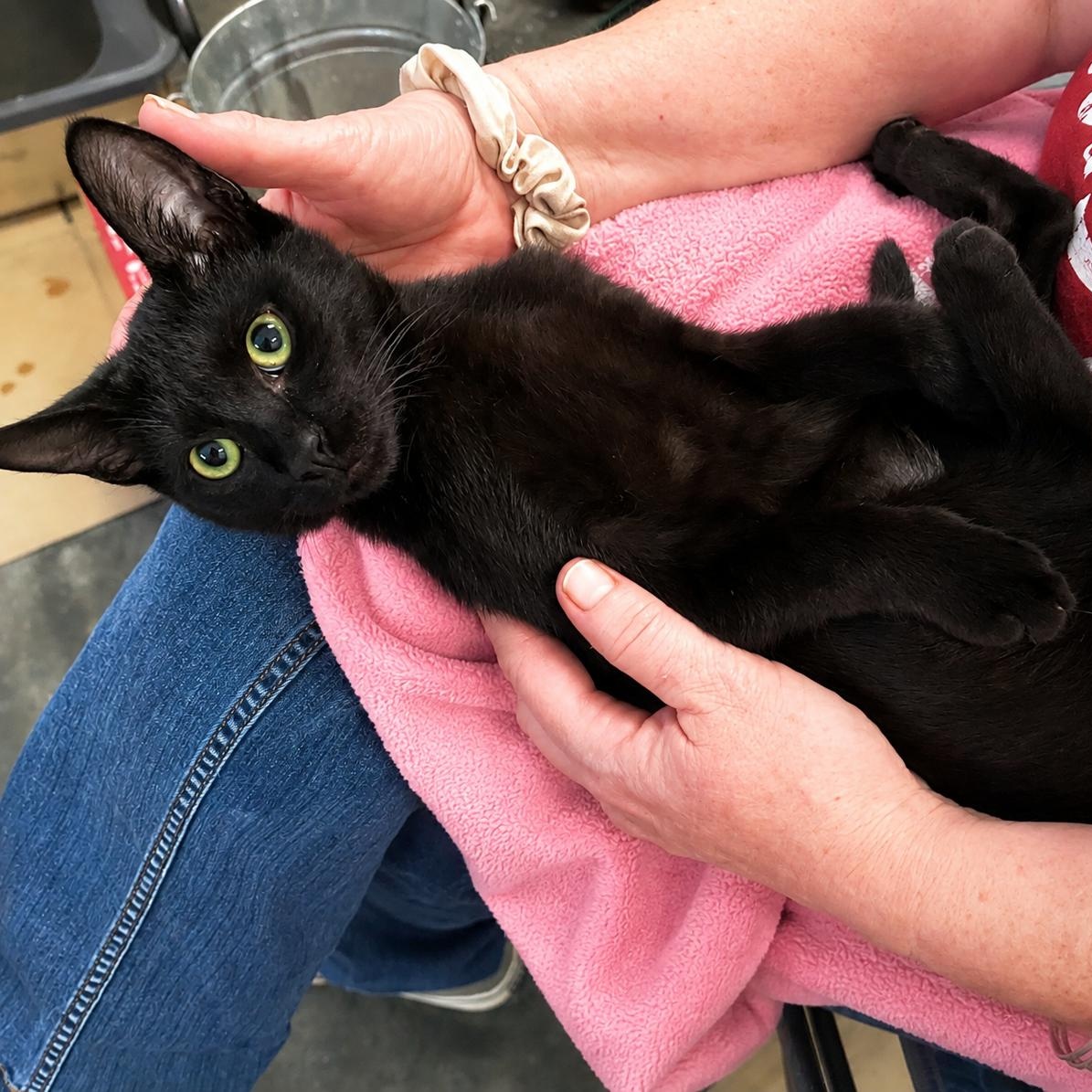 Enlarge Silky and Mooch, a Adoptable Domestic Short Hair in Charlotte, NC image 2/6
