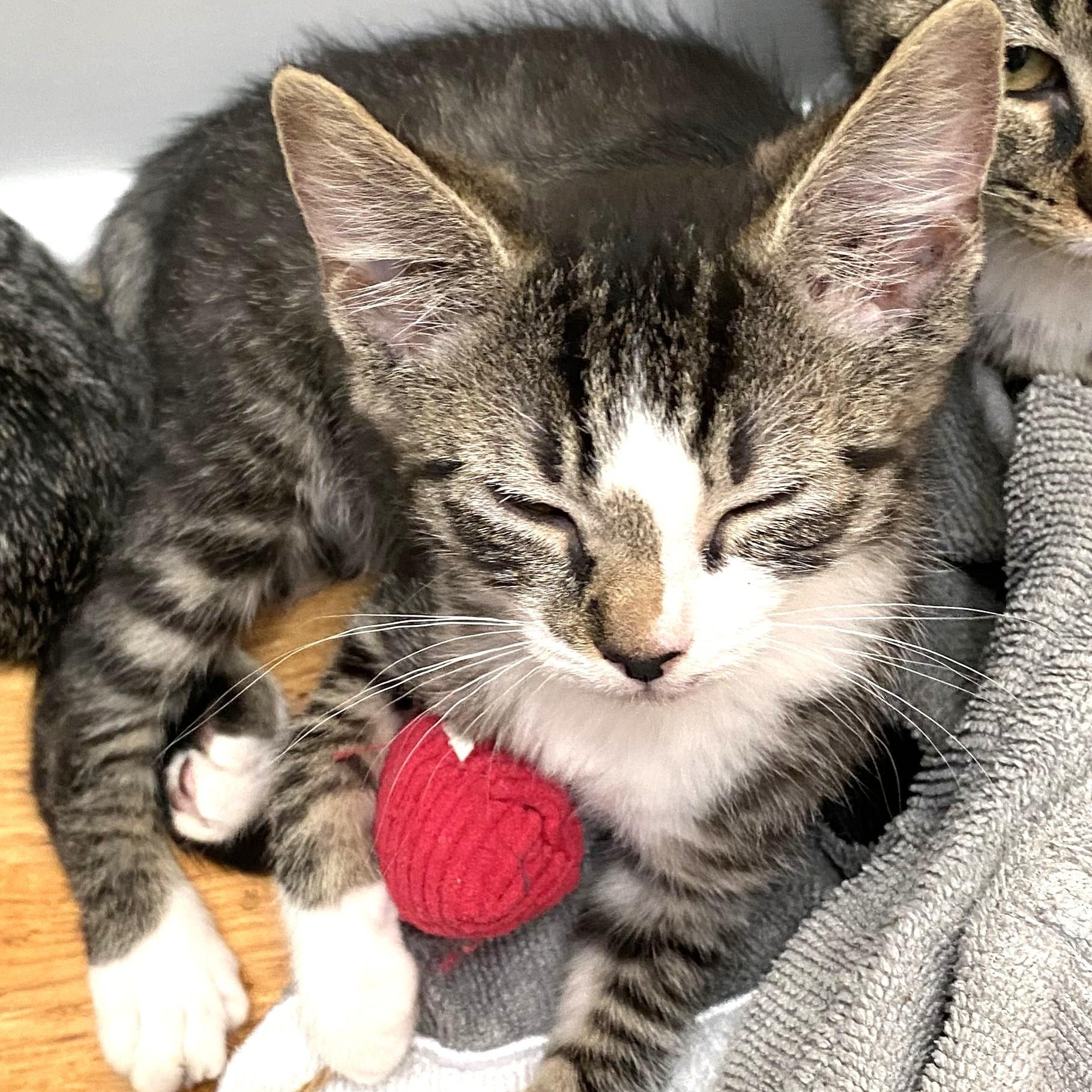 Enlarge Silky and Mooch, a Adoptable Domestic Short Hair in Charlotte, NC image 6/6
