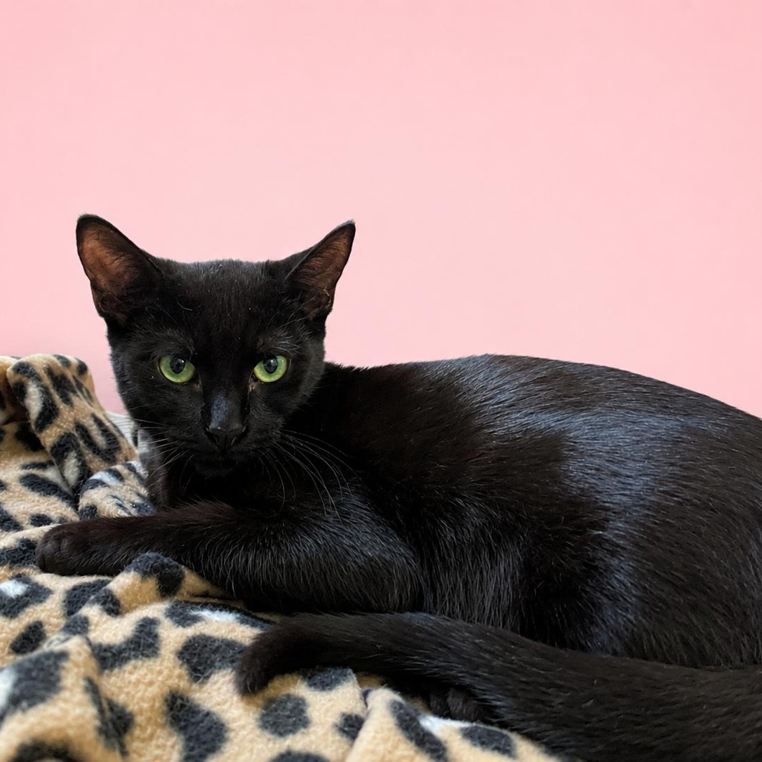 Enlarge Silky and Mooch, a Adoptable Domestic Short Hair in Charlotte, NC image 3/6