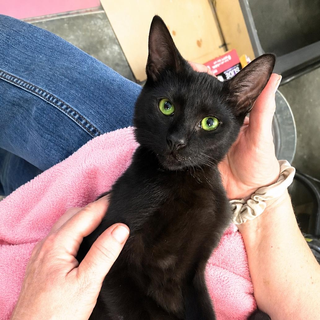 Enlarge Silky and Mooch, a Adoptable Domestic Short Hair in Charlotte, NC image 1/6