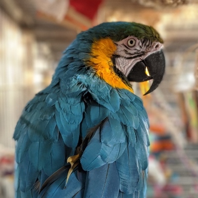 Enlarge Coco, a Adoptable Macaw in Alexander, NC image 1/2