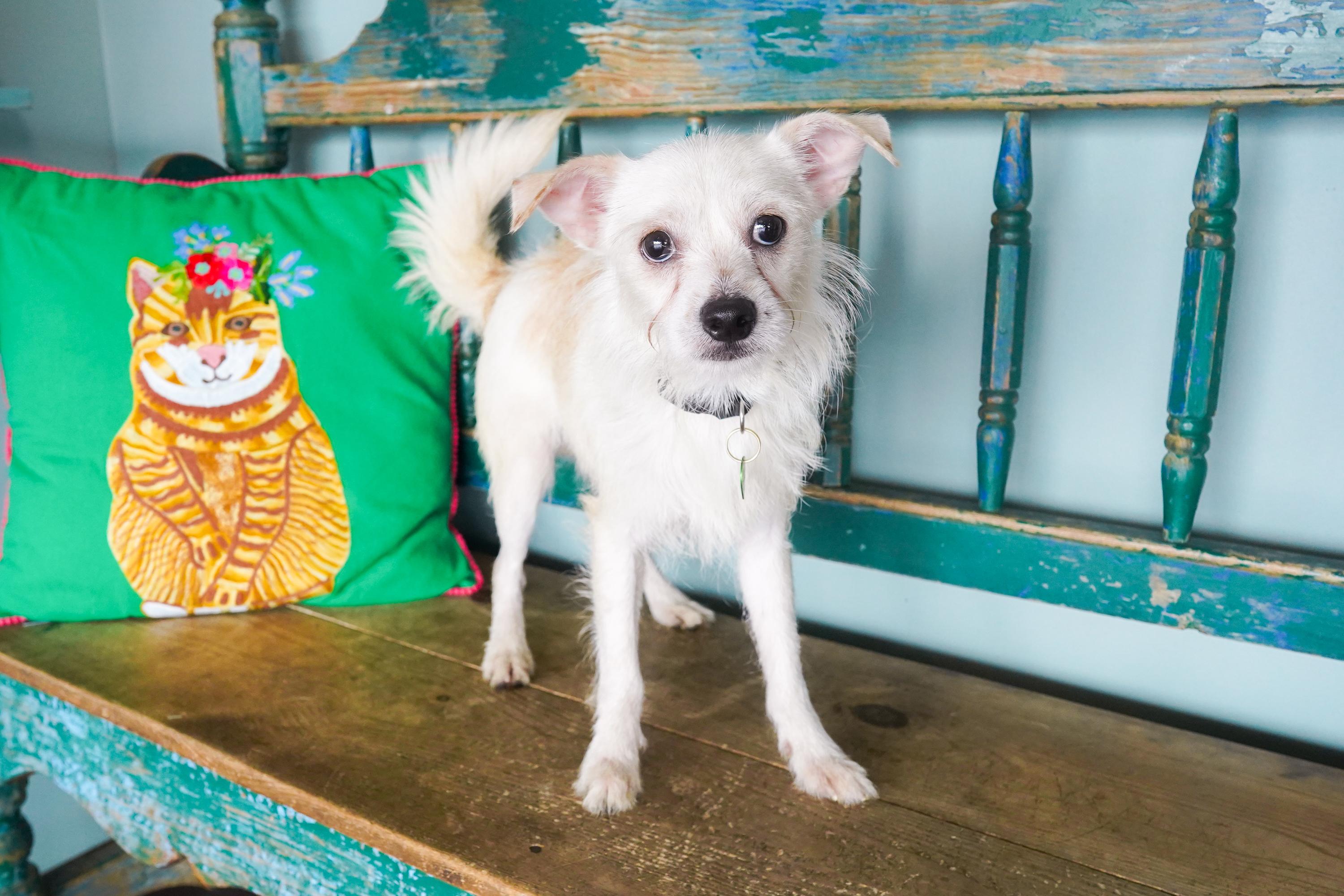 Pecan, Adoptable, Young Male Cairn Terrier & Terrier.