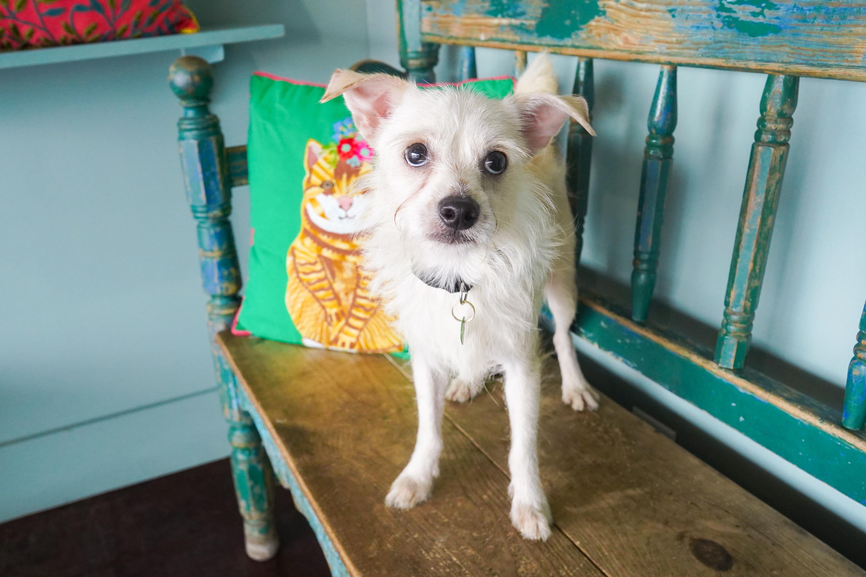 Enlarge Pecan, a Adoptable mixed breed in San Antonio, TX image 3/3