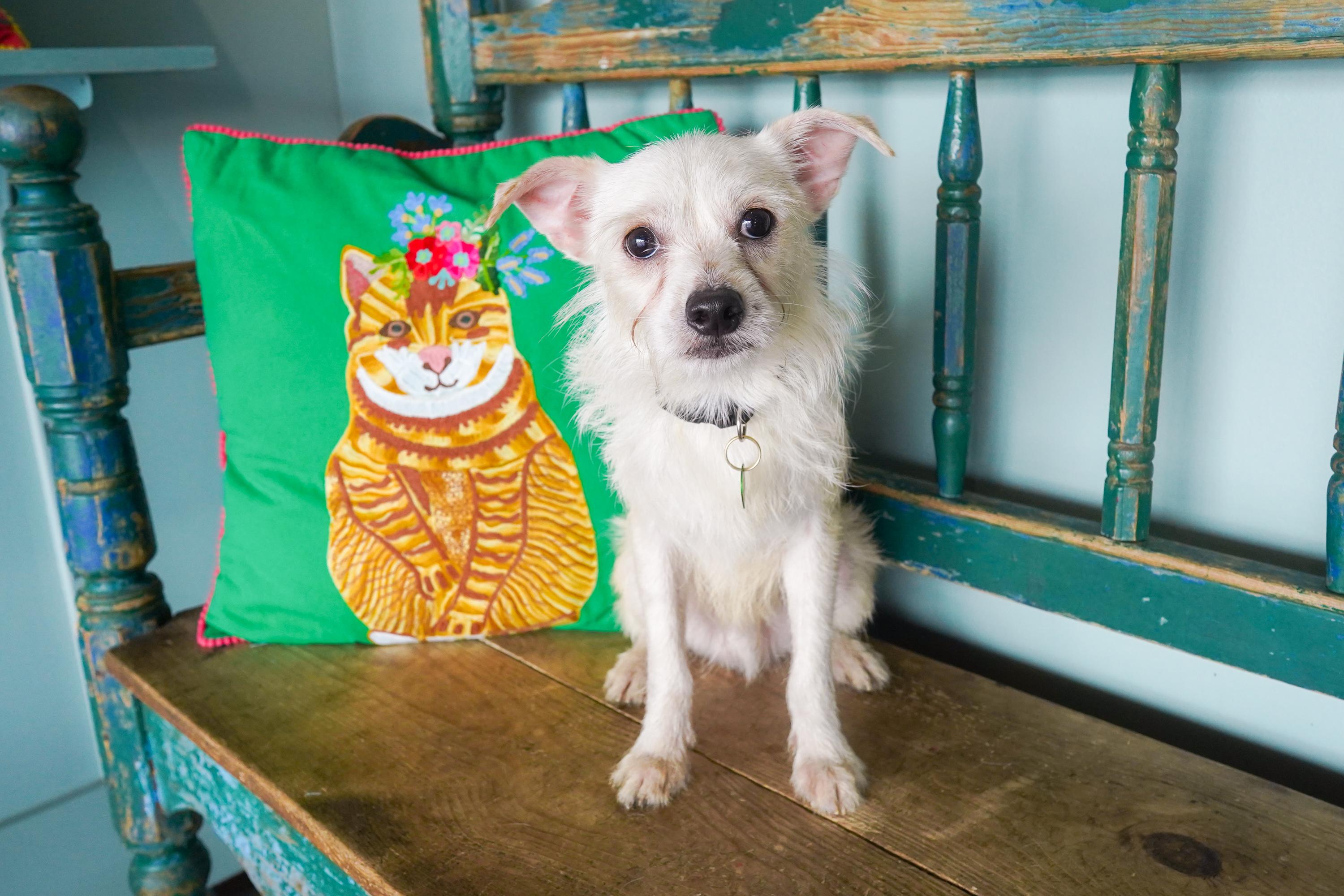 Enlarge Pecan, a Adoptable mixed breed in San Antonio, TX image 2/3