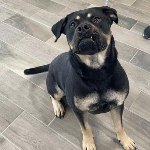 Zeus, Adoptable, Adult Male Rottweiler & American Bulldog.