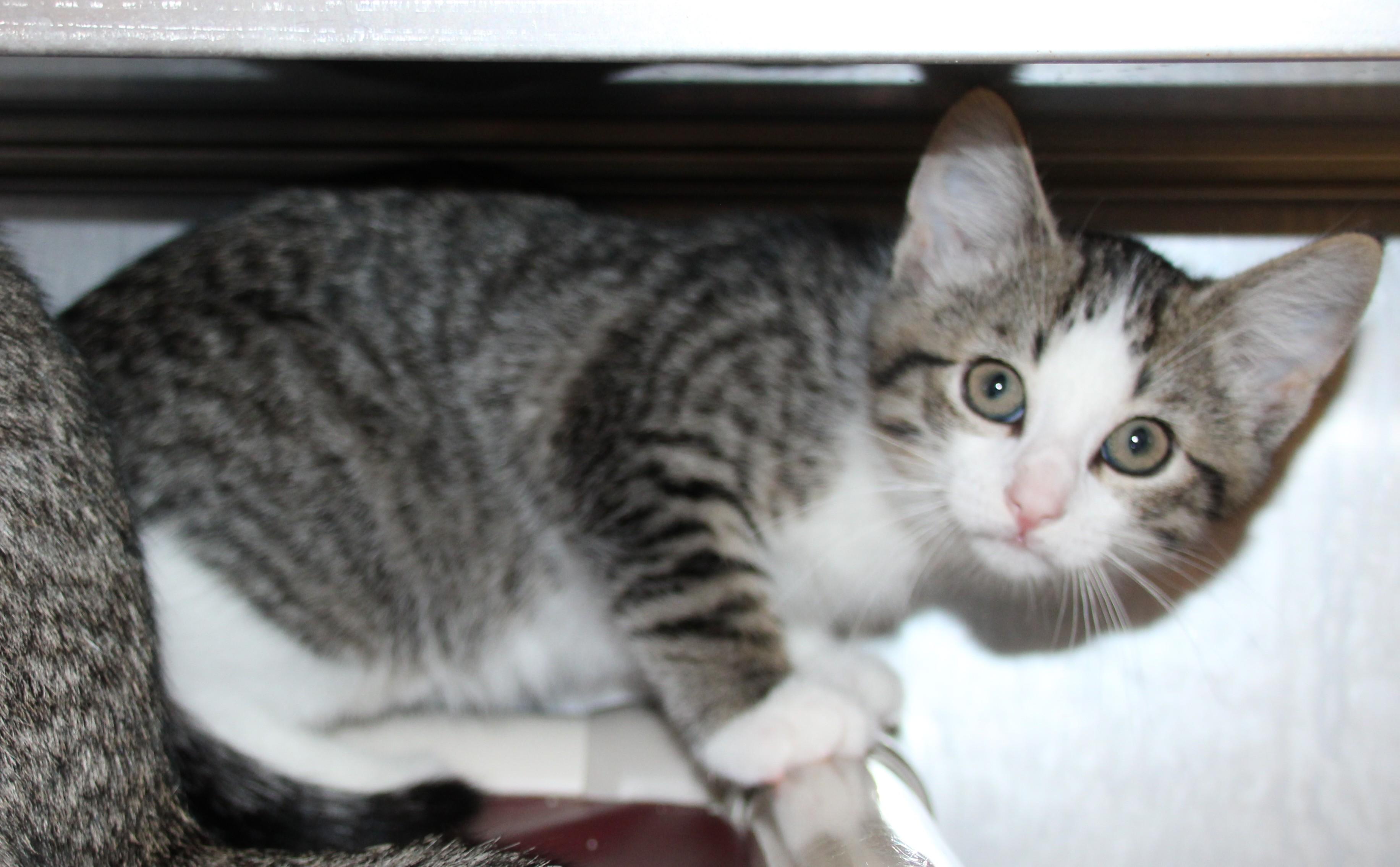 Rose & Bud, a ADOPTABLE Domestic Short Hair in Medfield, MA image 5/5