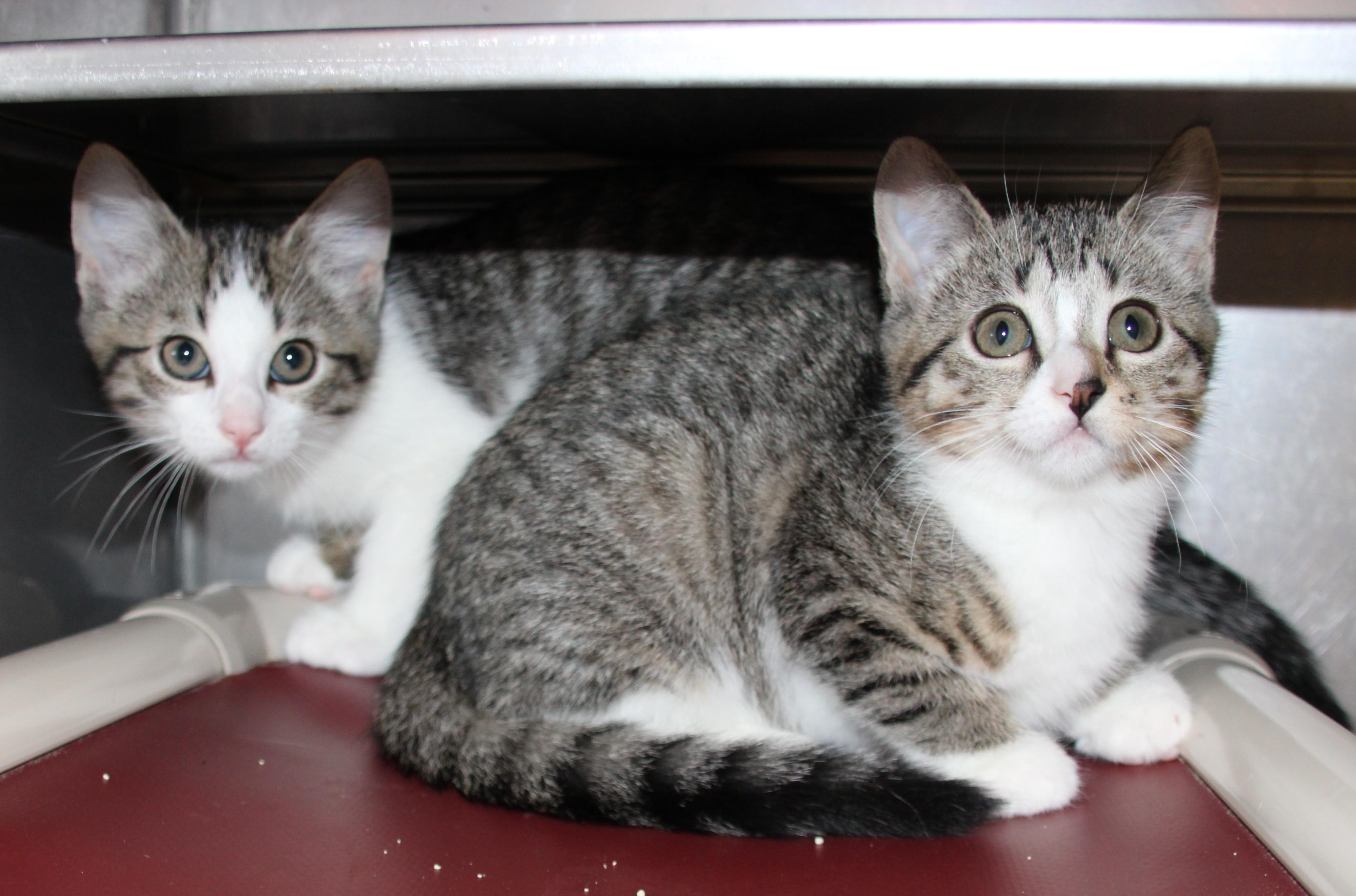 Rose & Bud, a ADOPTABLE Domestic Short Hair in Medfield, MA image 3/5