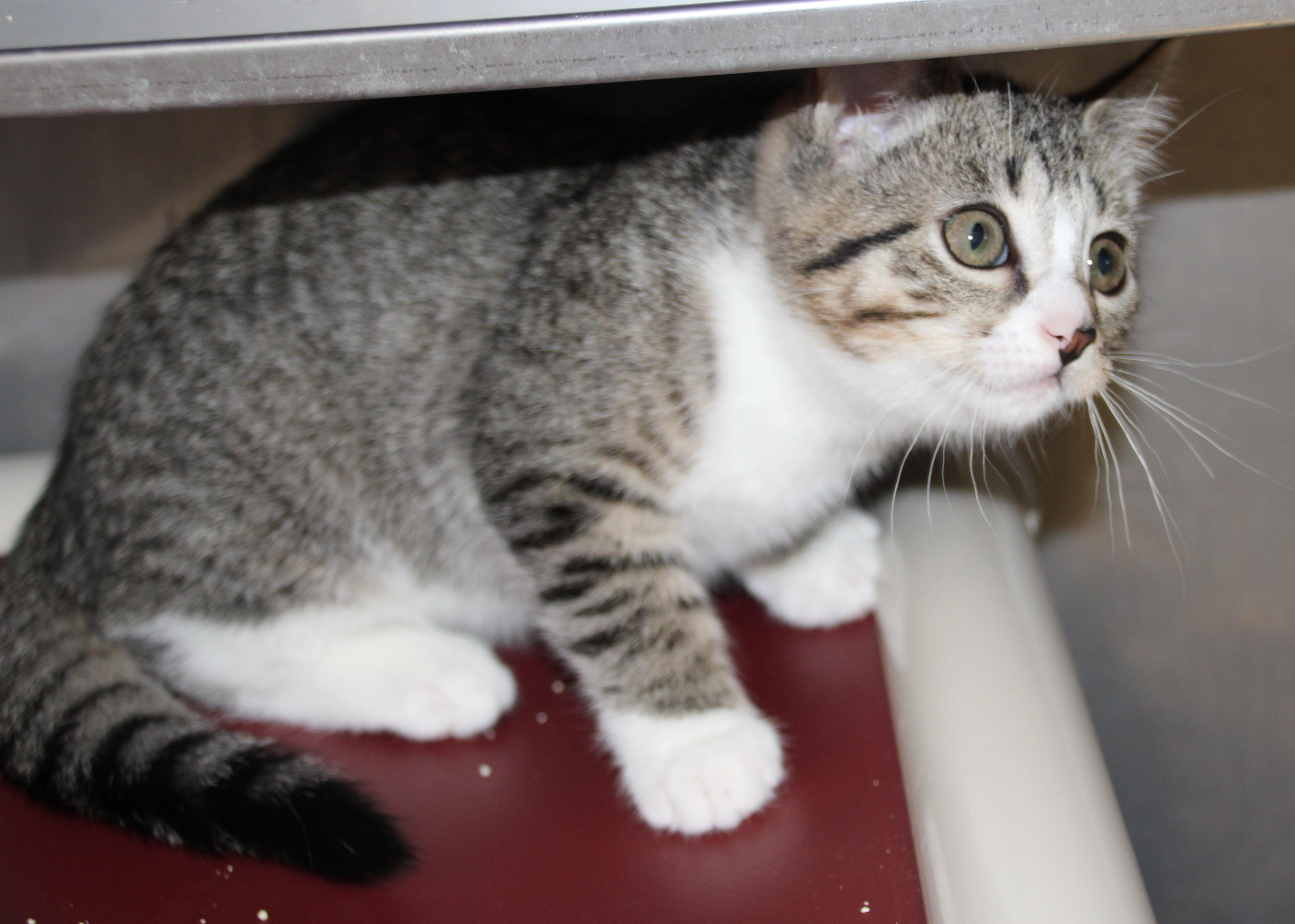 Rose & Bud, a ADOPTABLE Domestic Short Hair in Medfield, MA image 4/5