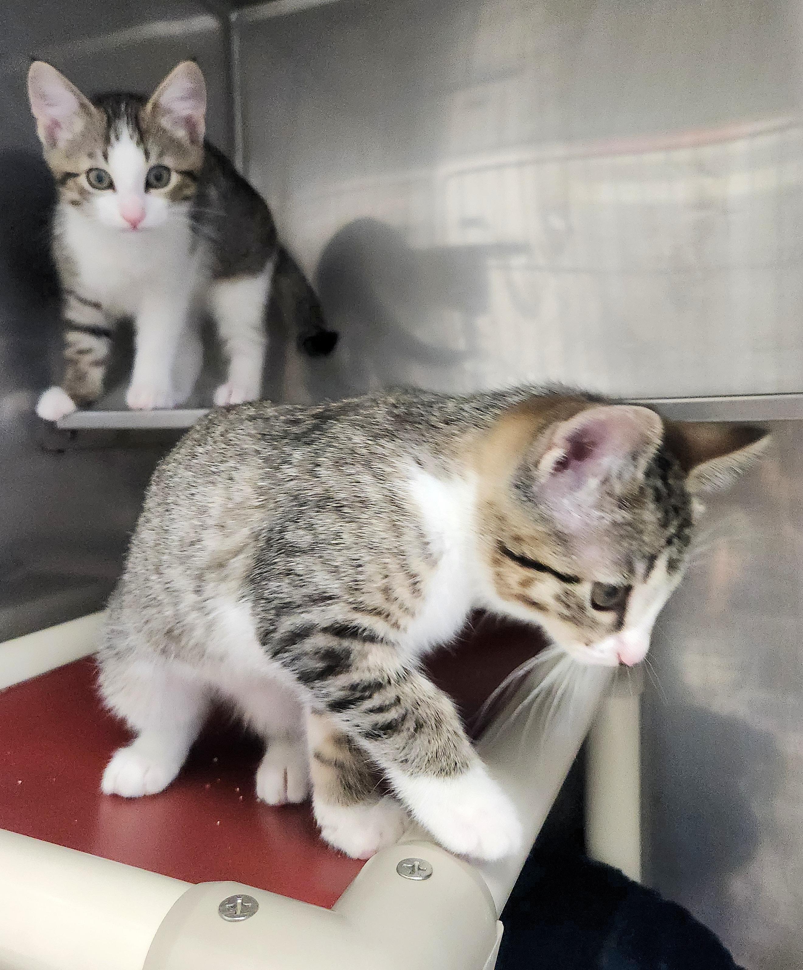 Rose & Bud, a ADOPTABLE Domestic Short Hair in Medfield, MA image 1/5