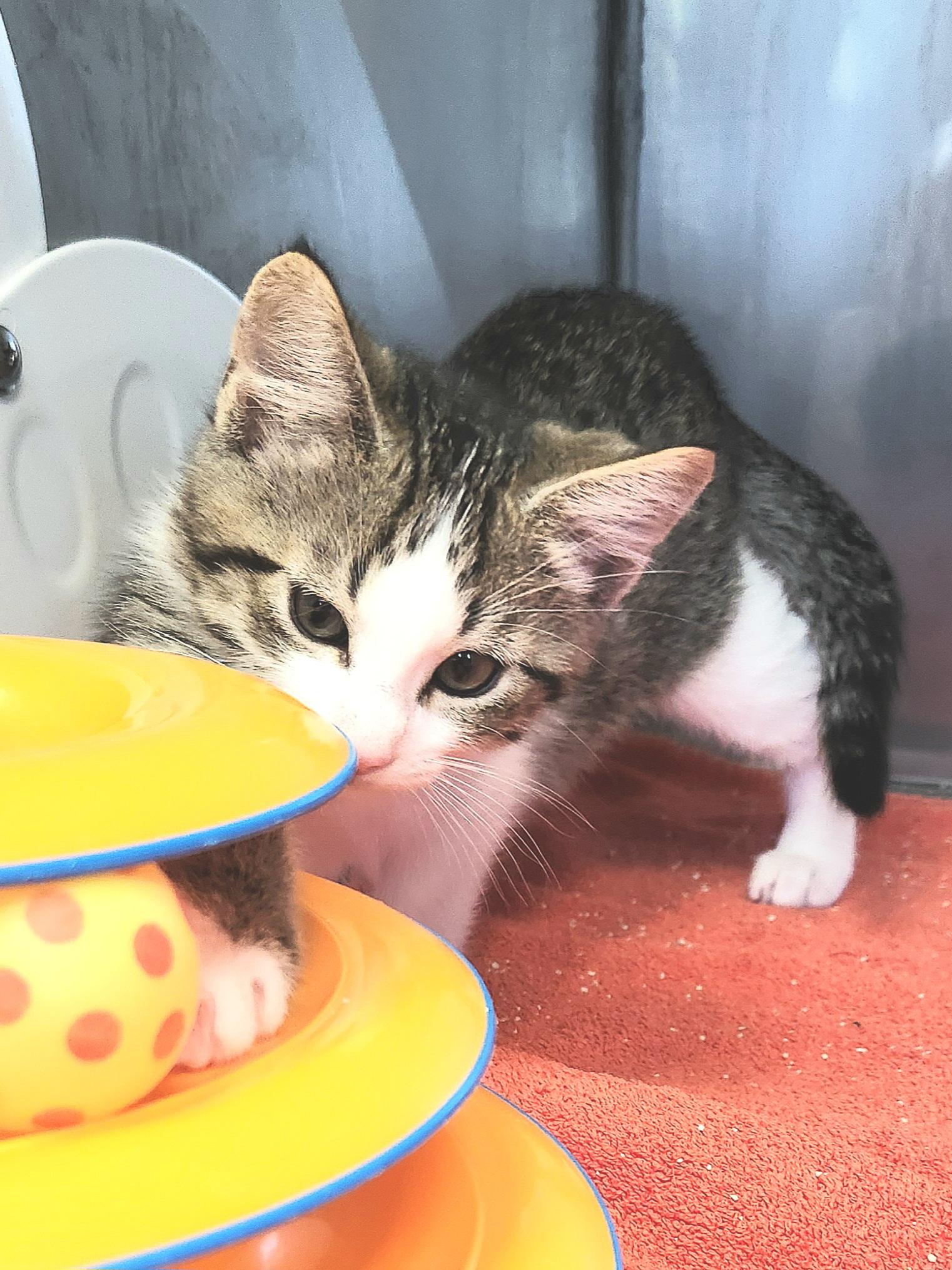 Rose & Bud, a ADOPTABLE Domestic Short Hair in Medfield, MA image 2/5