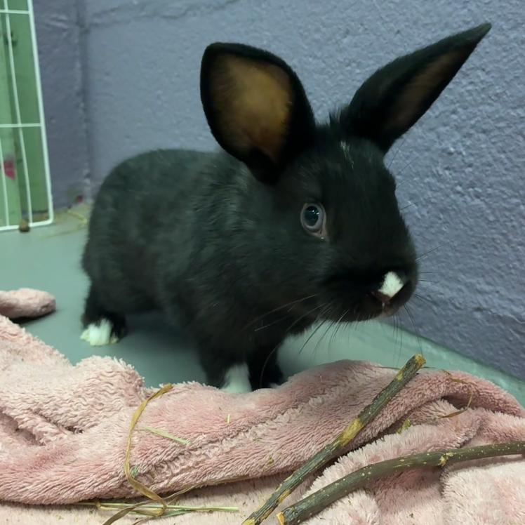 Enlarge Kali, a Adoptable mixed breed in Providence, RI image 1/5