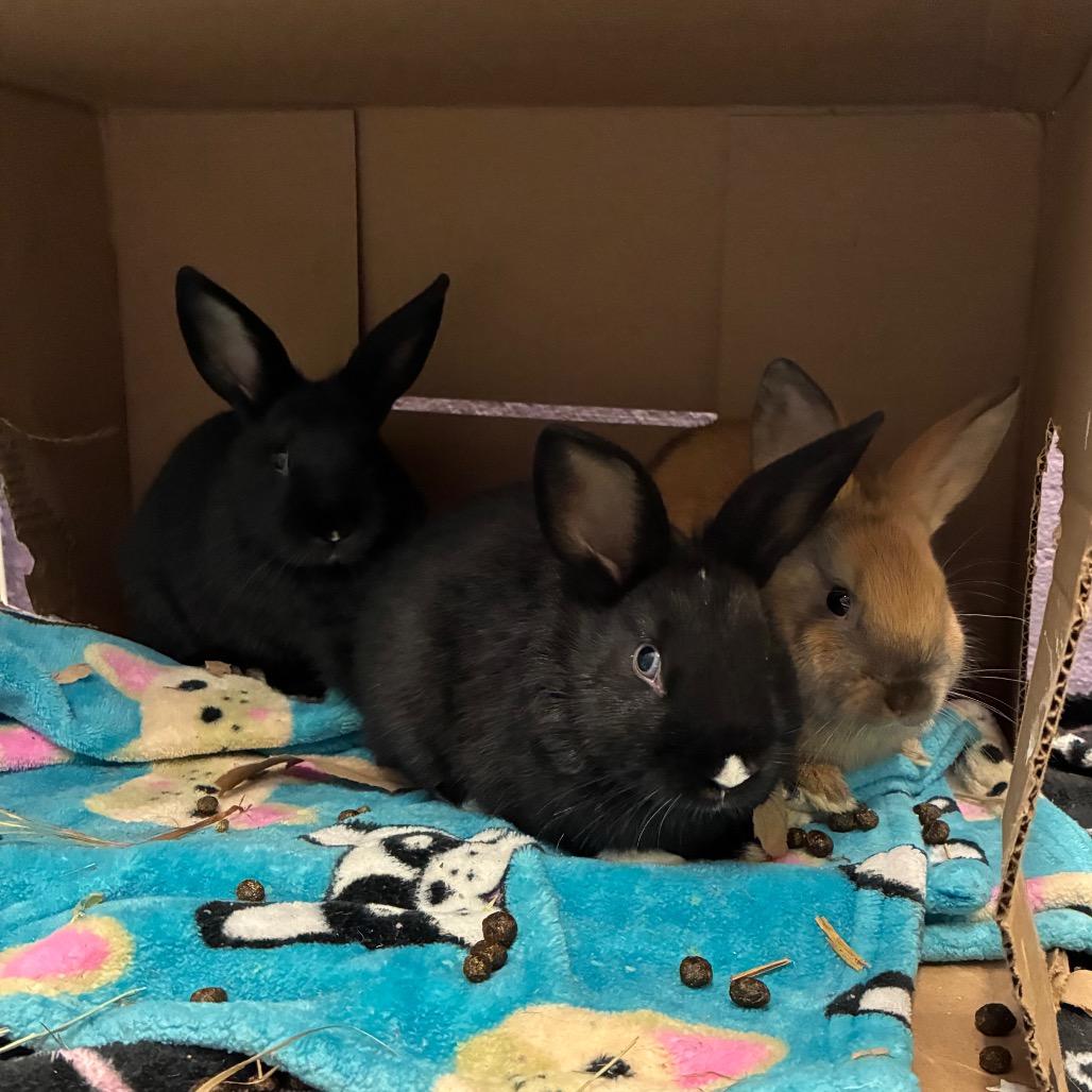 Enlarge Kali, a Adoptable mixed breed in Providence, RI image 3/5