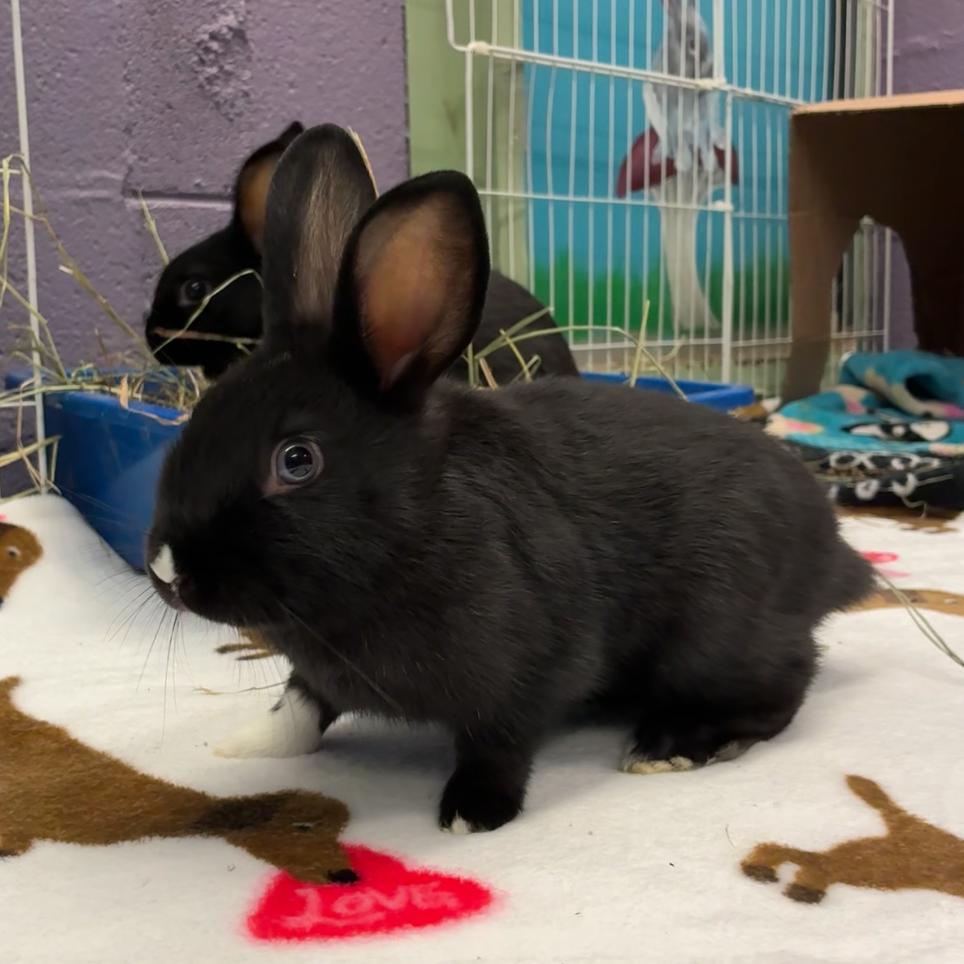 Enlarge Kali, a Adoptable mixed breed in Providence, RI image 4/5